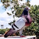 Foto del perfil de Luis Mario Garcia