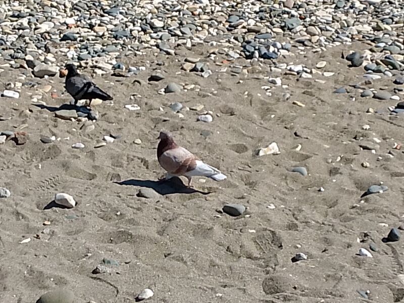 img_20250307_121535_509