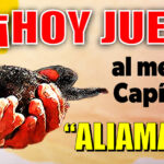 anuncio-web-aliamarillo-3