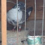 img_20250215_113541826