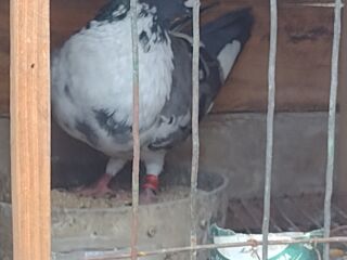 IMG_20250215_113541826